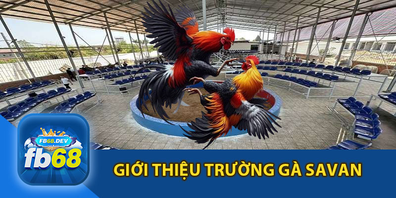 Giới Thiệu Trường Gà Savan