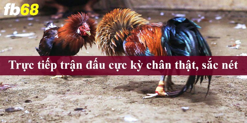 Trực tiếp trận đấu cực kỳ chân thật, sắc nét