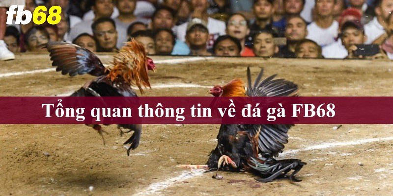 Tổng quan thông tin về đá gà FB68