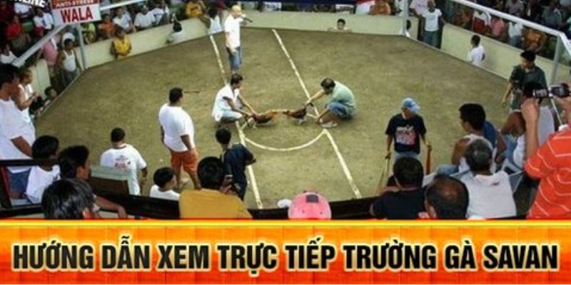 Hướng dẫn chơi đá gà trực tuyến tại trường gà Savan