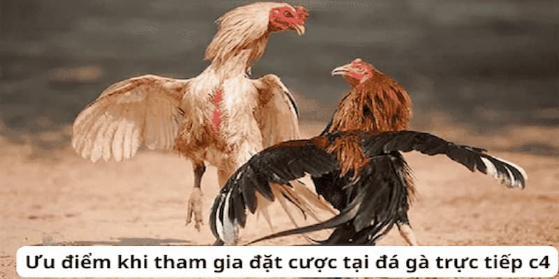 Những điểm nổi bật khi tham gia đá gà trực tiếp C4 tại FB68